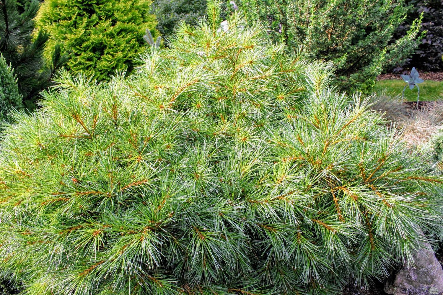 White Pine "Blue Shag"