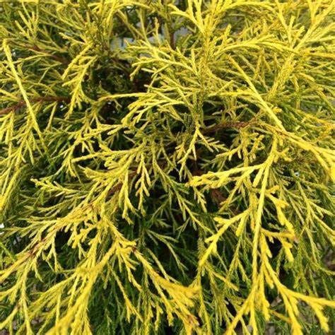 False Cypress "Lemon Thread"