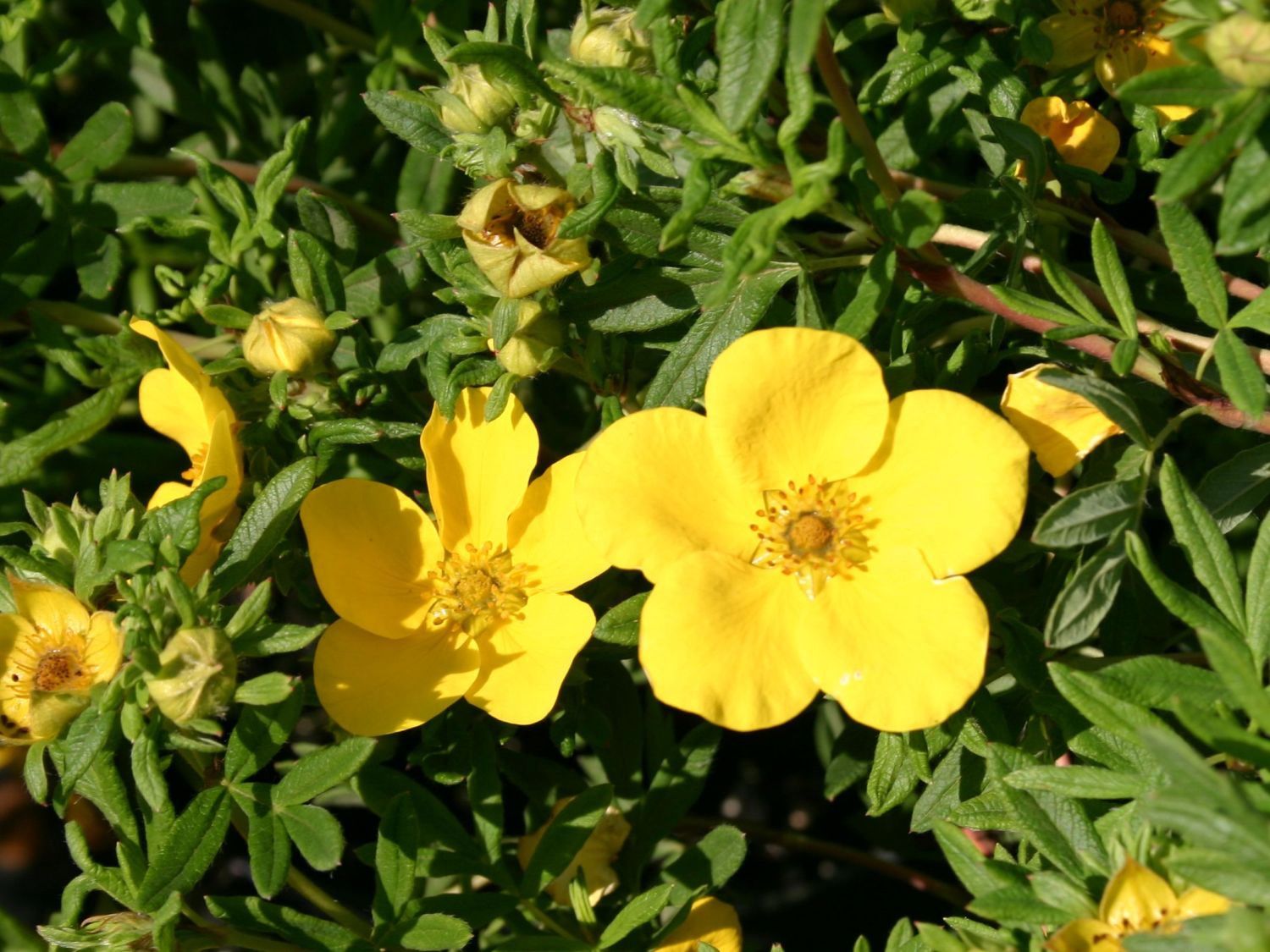 Potentilla "Goldfinger"