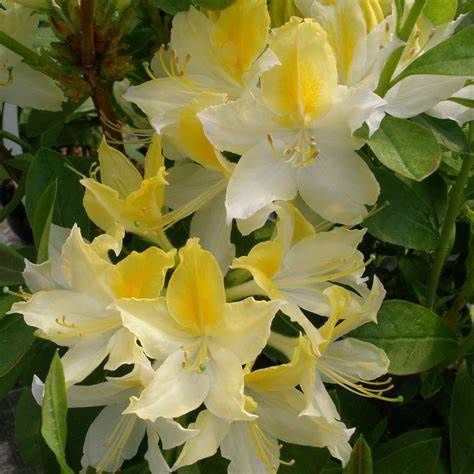 Azalea Deciduous "Northern Hi-Lights"