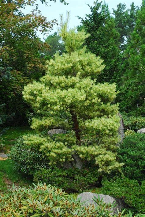 Japanese Variagated Red Pine "Dragon-Eye"