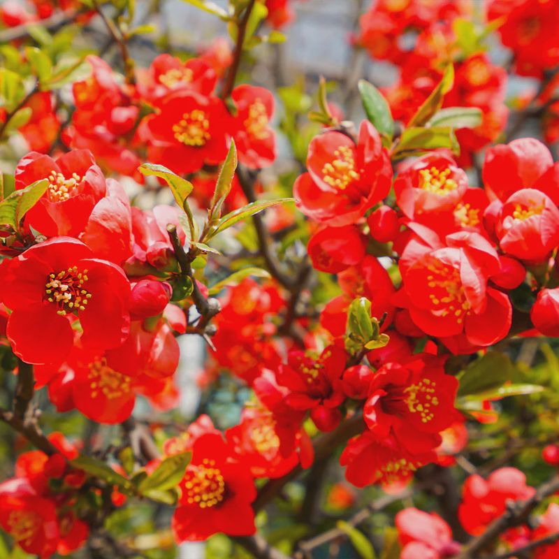 Flowering Quince "Scarff's Red"