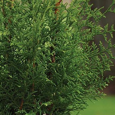 Arborvitae "Sugar &amp; Spice"