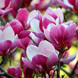 Magnolia "Cameo"