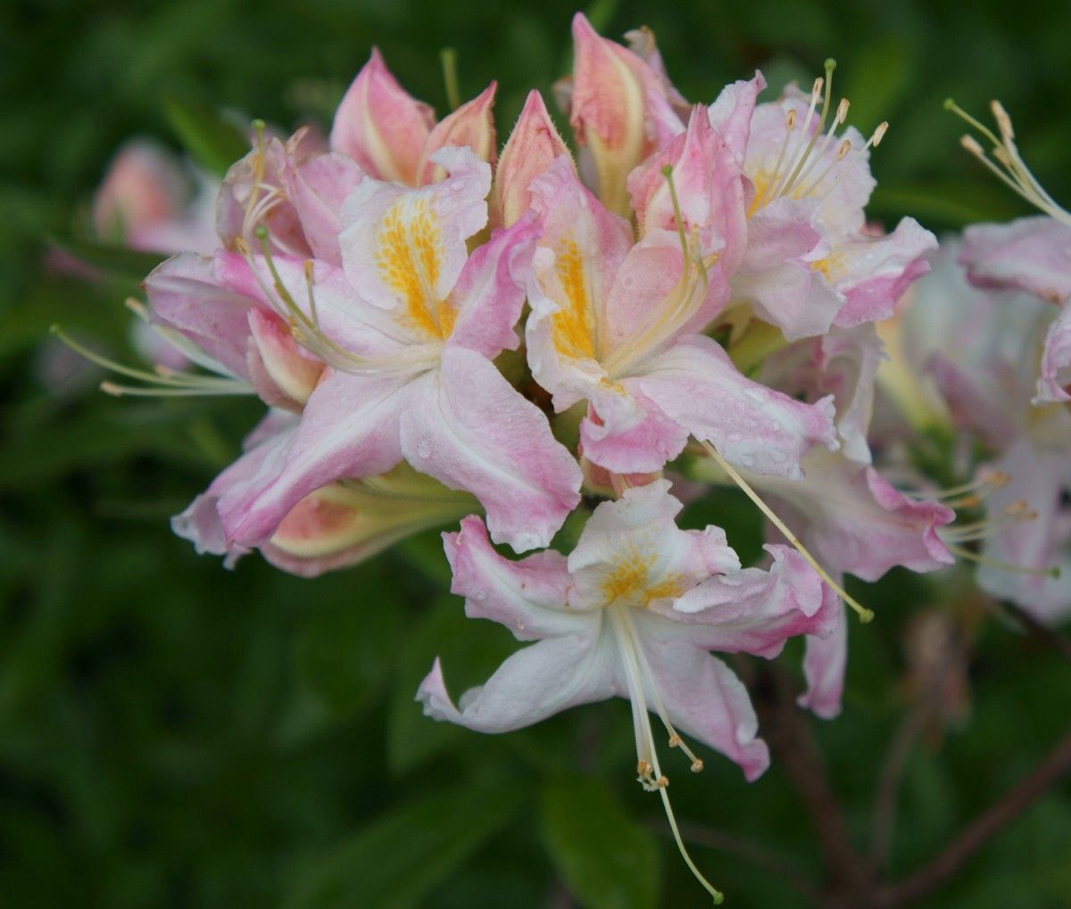 Azalea Deciduous "Tri Lights"