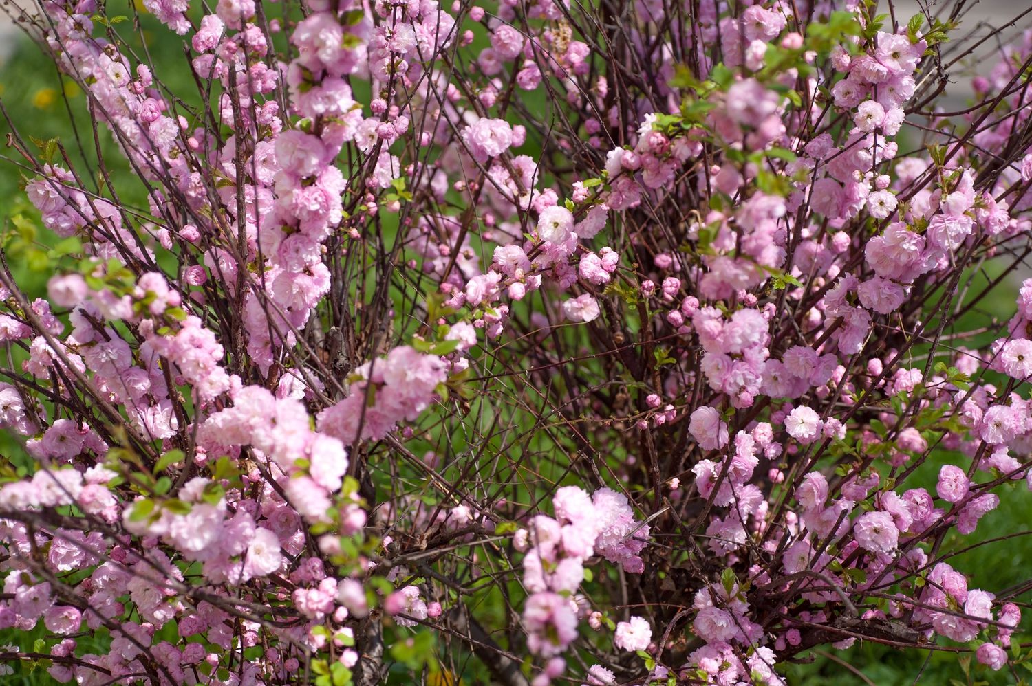Pink Flowering Almond