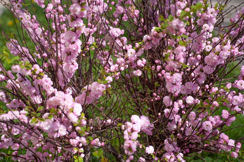 Pink Flowering Almond