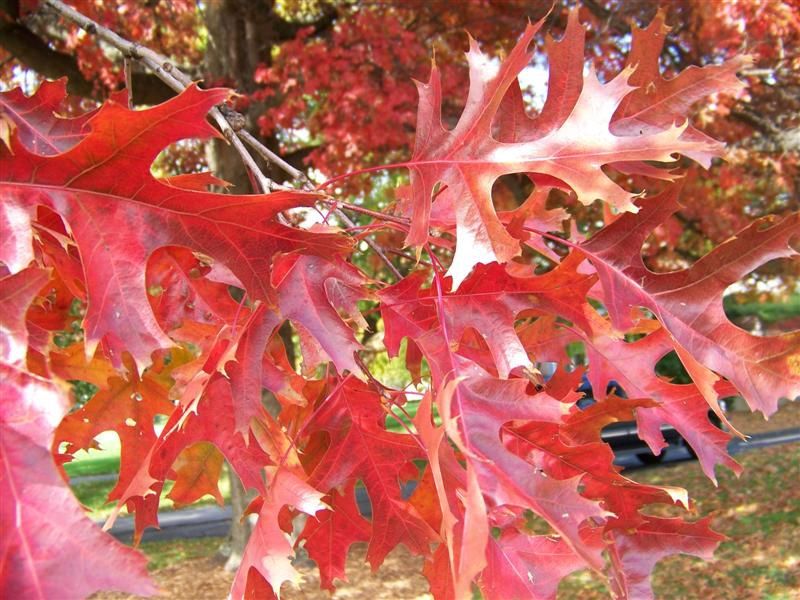 Oak Scarlet