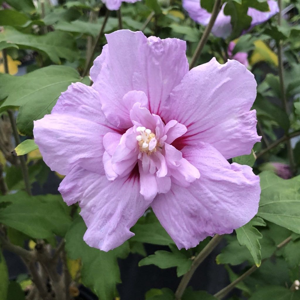 Rose of Sharon "Lavendar Chiffon"