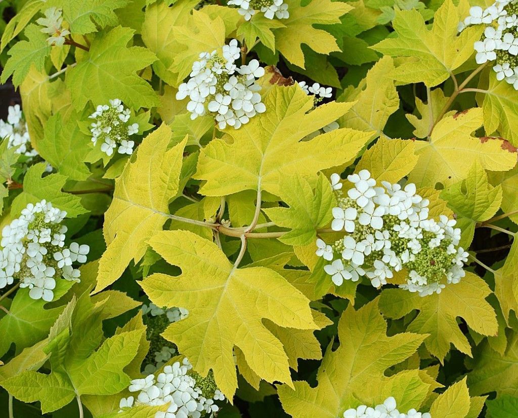 Oakleaf Hydrangea "Little Honey"