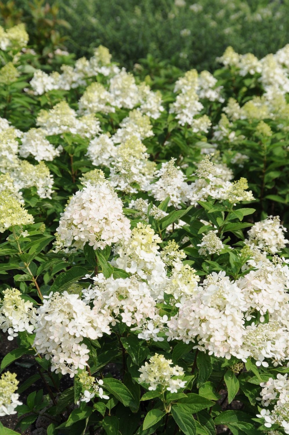 Panicle Hydrangea "Sweet Summer"