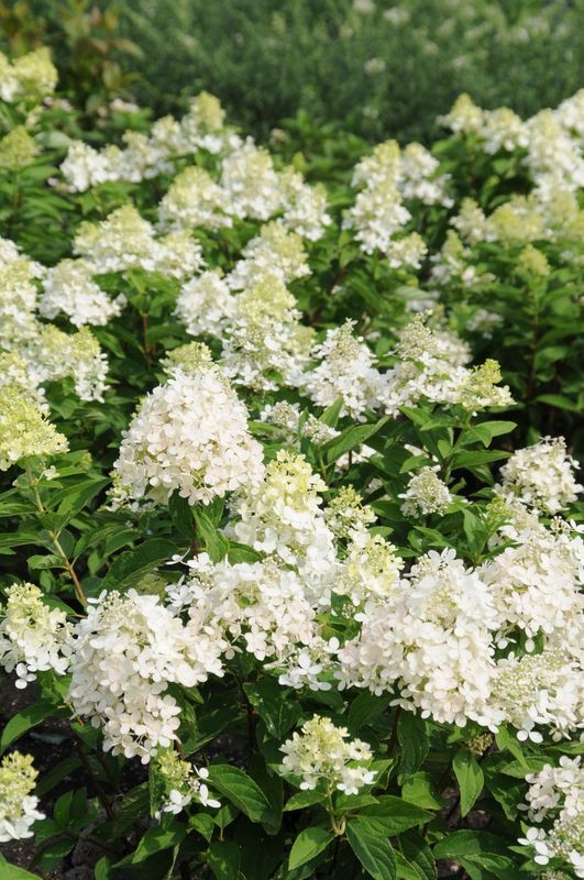 Panicle Hydrangea "Sweet Summer"