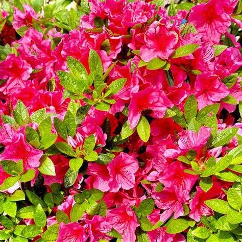 Azalea Evergreen "Girard's Renee Michelle"