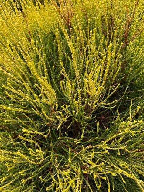 Arborvitae "Franky Boy"