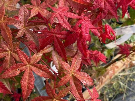 Japanese Maple "Bonfire"