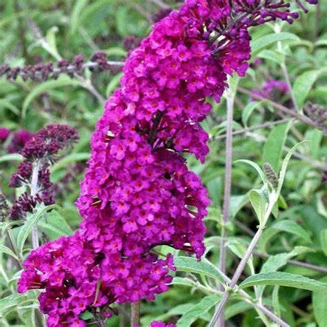 Butterfly Bush "Butterfly Towers 'Magenta'"