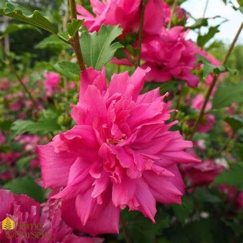 Rose of Sharon "Double Red"