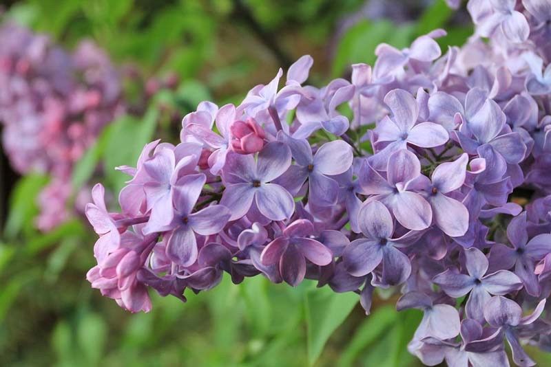 Lilac Common "Blue Skies"