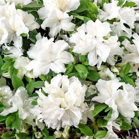 Azalea Evergreen "Pleasant White", Size: 3g