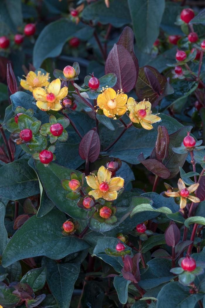 St. John's Wort "Sangria"