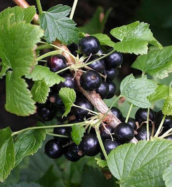 American Black Currant