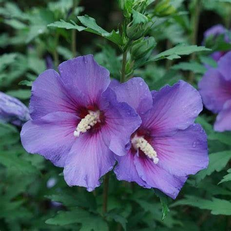 Rose of Sharon "Minerva" Patio Tree