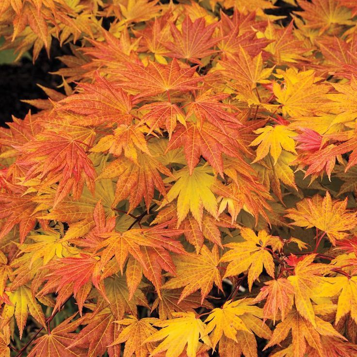 Japanese Maple "Autumn Moon"