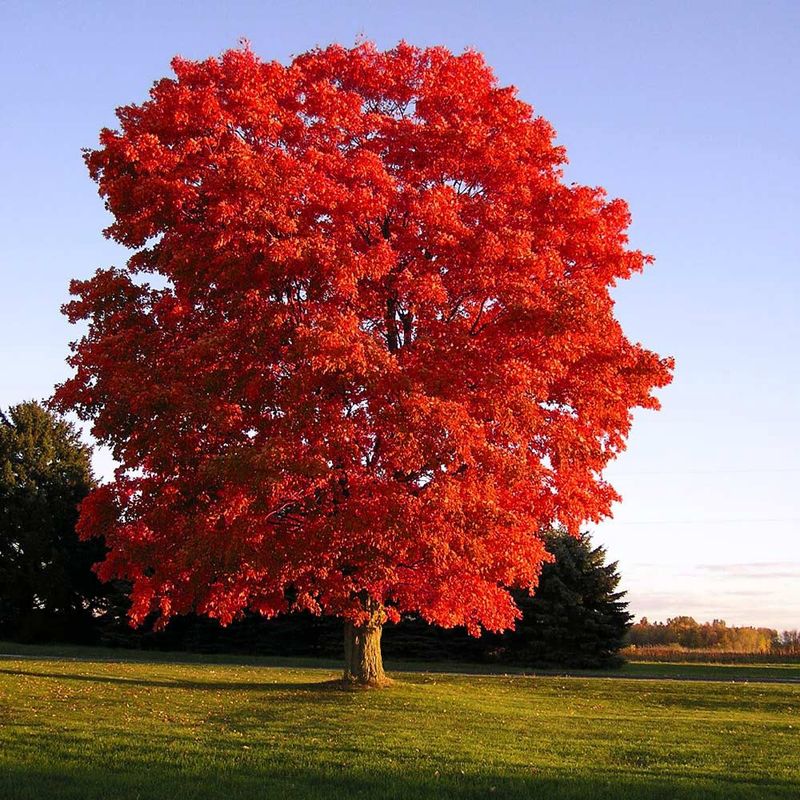 Red Maple "Red Sunset"