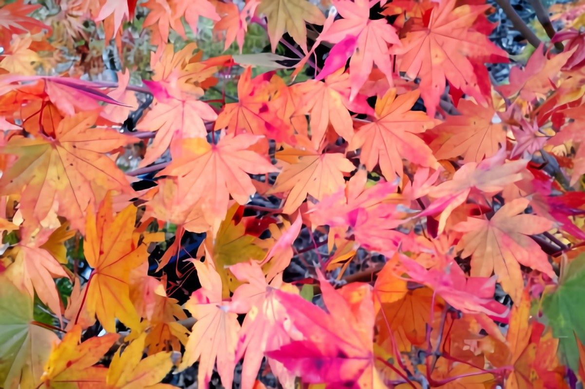 Japanese Maple "Garden Glory"
