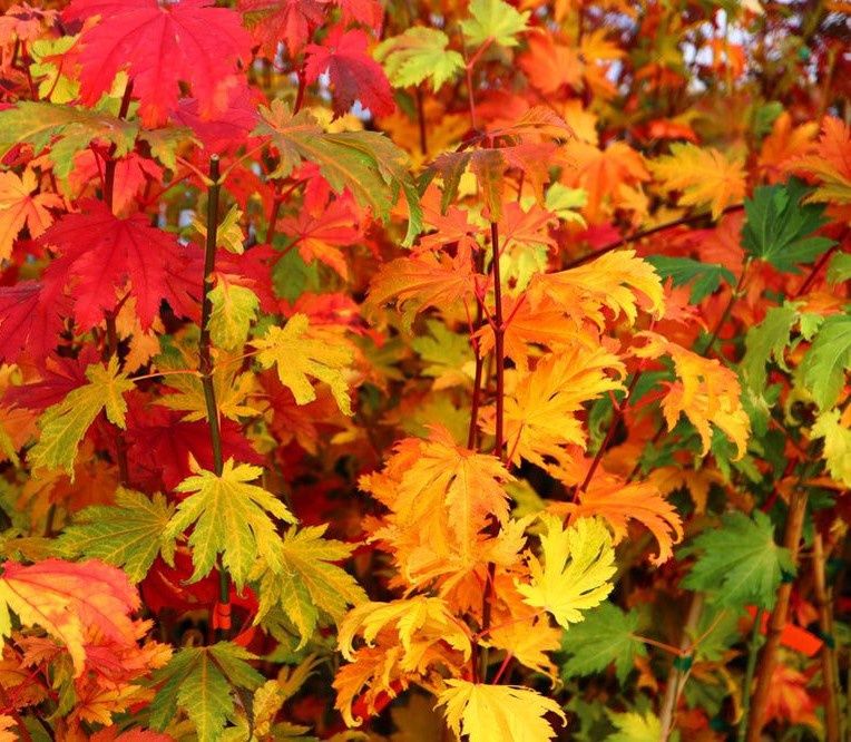 Japanese Maple "Indian Summer"