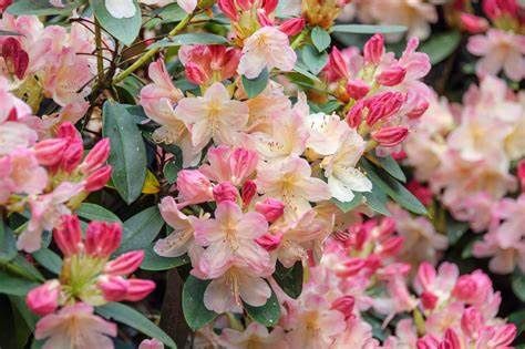 Rhododendron "Percy Wiseman", Size: 3g
