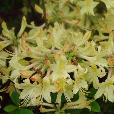 Azalea Deciduous "Weston's Lemon Drop", Size: 3g