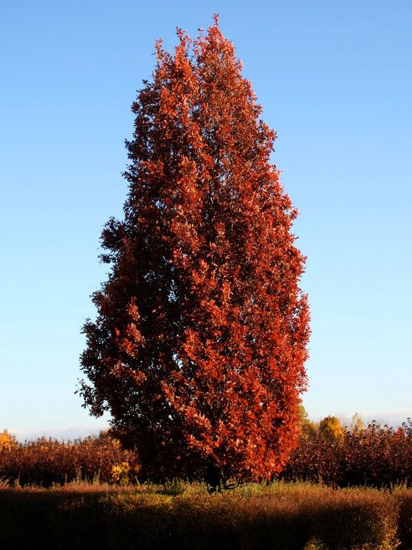 Hybrid Oak "Crimson Spire"
