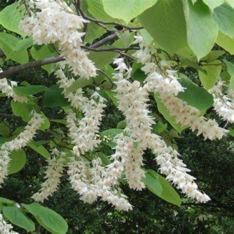 Fragrant Snowbell Tree
