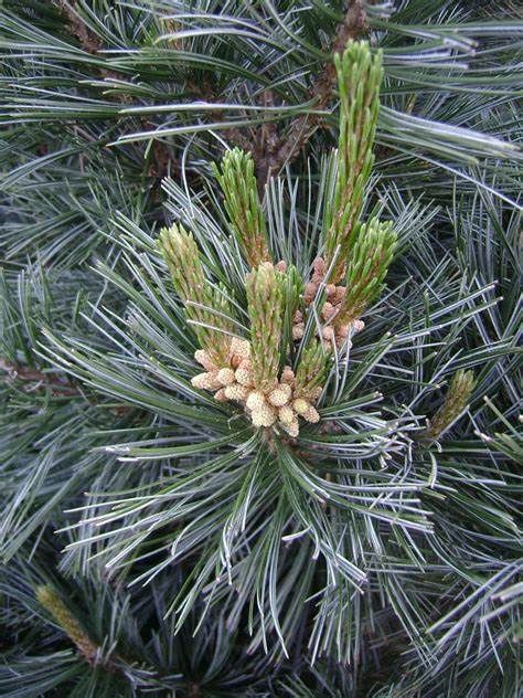 Limber Pine "Vanderwolf", Size: 20g