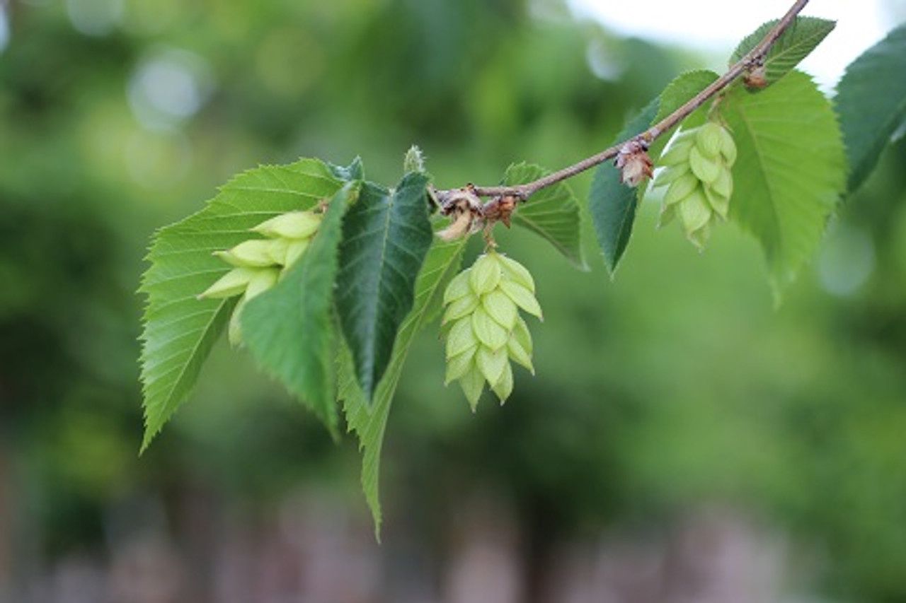 American Hophornbeam "Autumn Treasure"