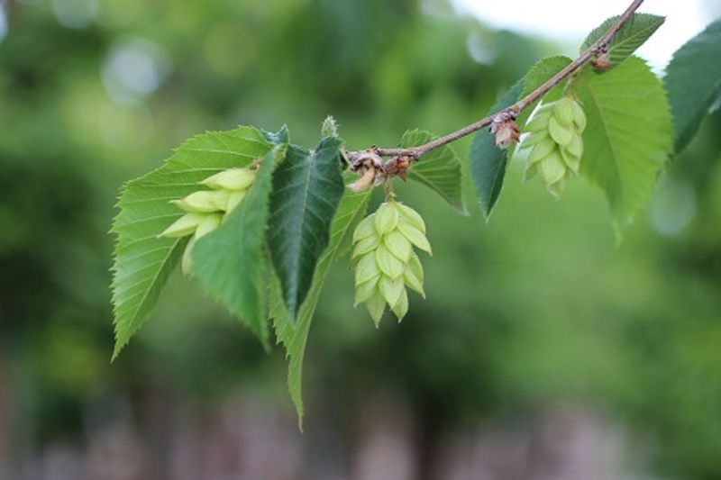 American Hophornbeam "Autumn Treasure"