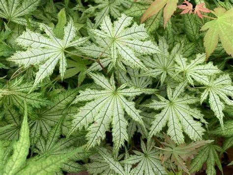 Japanese Maple "Ghost Dancer"