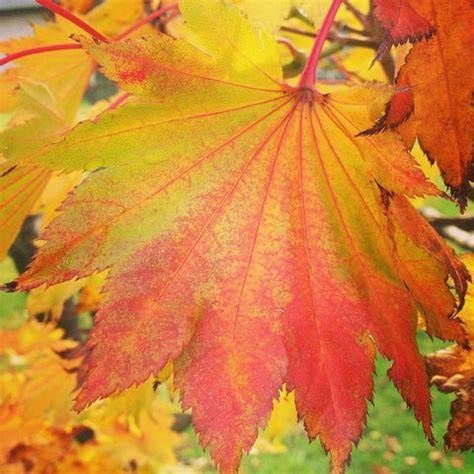 Japanese Maple "Aureum"