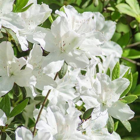 Azalea Evergreen "Cascade", Size: 3g