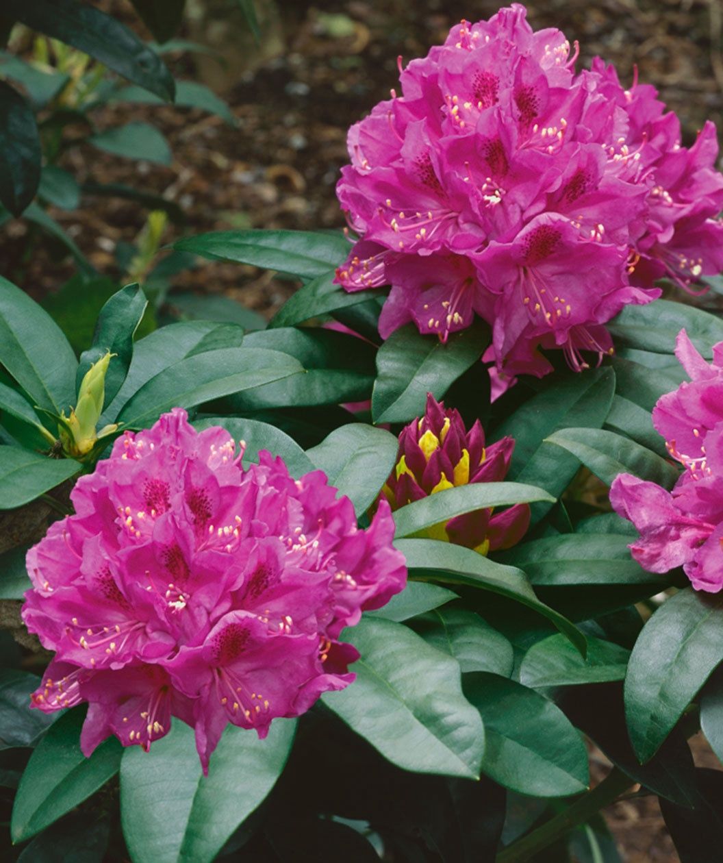 Rhododendron "Annah Kruschke", Size: 5g