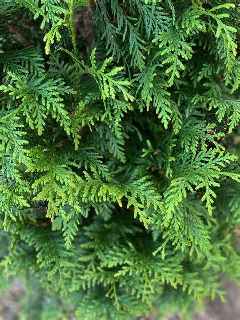 Arborvitae "Northern Spire", Size: 7g