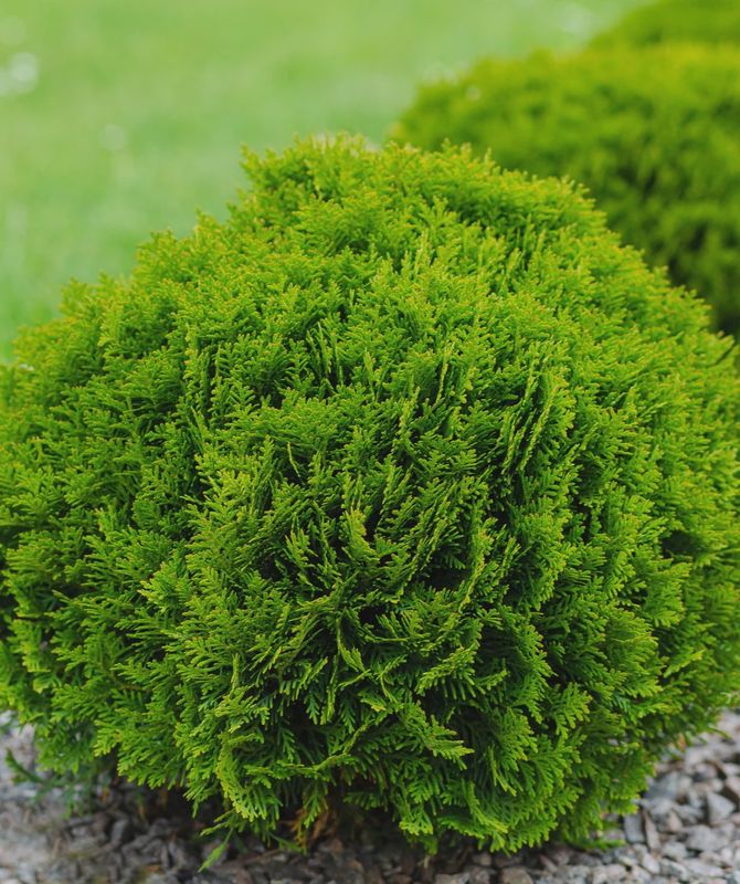 Arborvitae "Tater Tot"