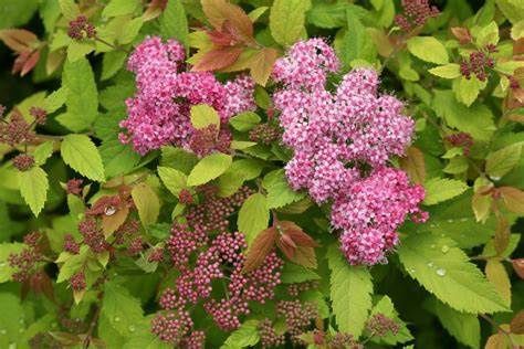 Spirea "Double Play 'Big Bang'"