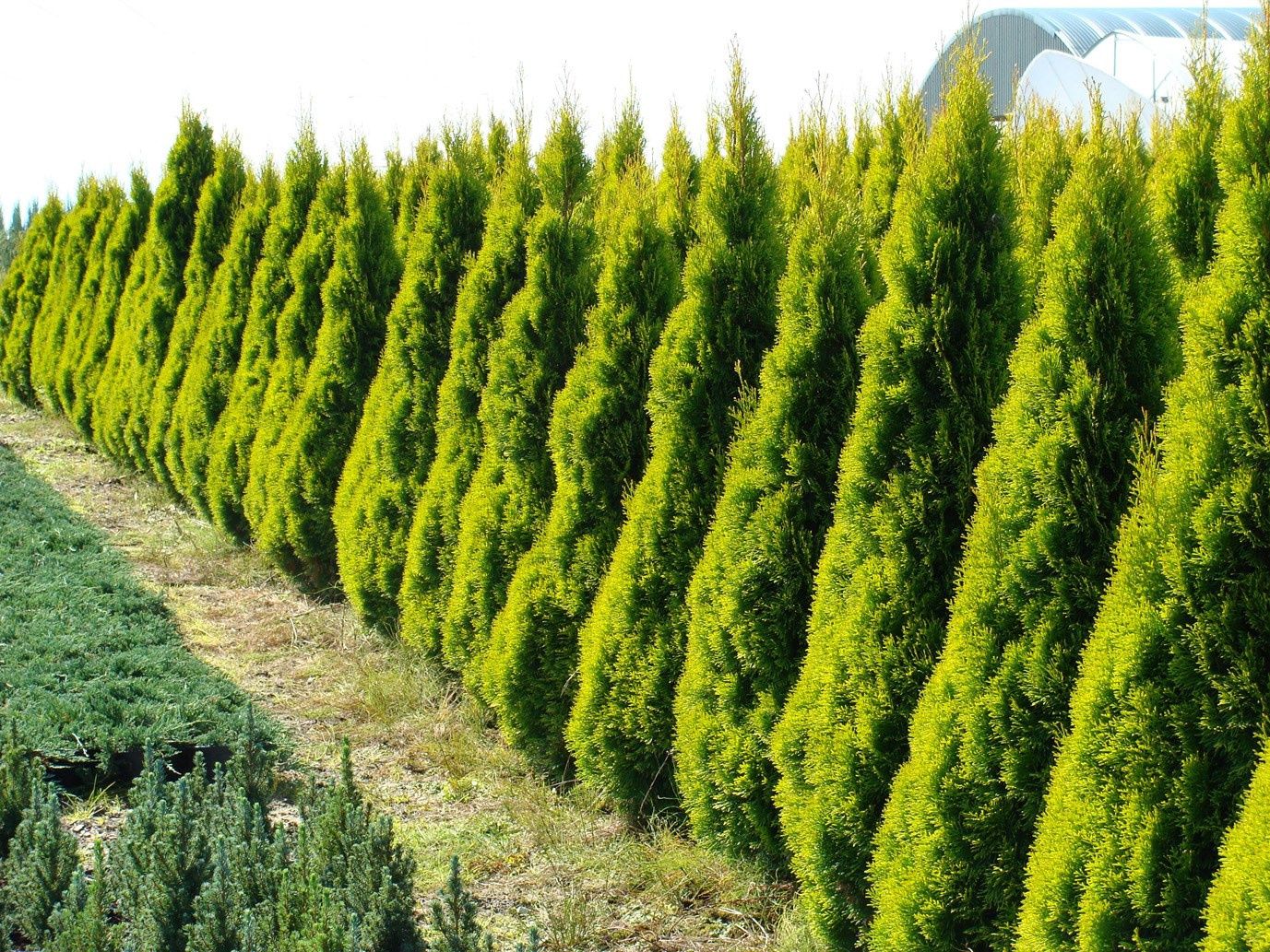 Arborvitae "Janed Gold"