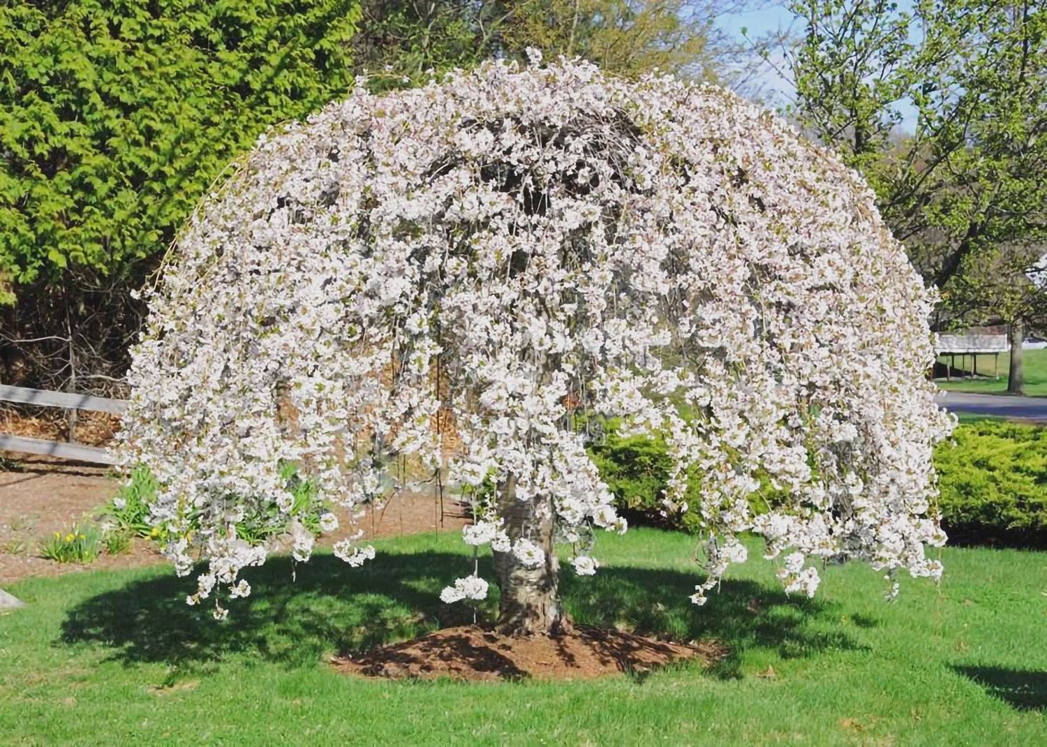 Weeping Cherry Tree