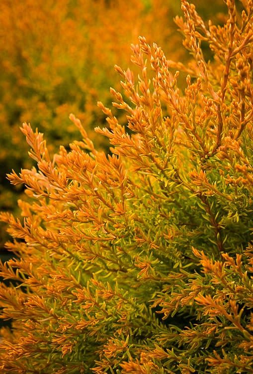 Arborvitae "Fire Chief"
