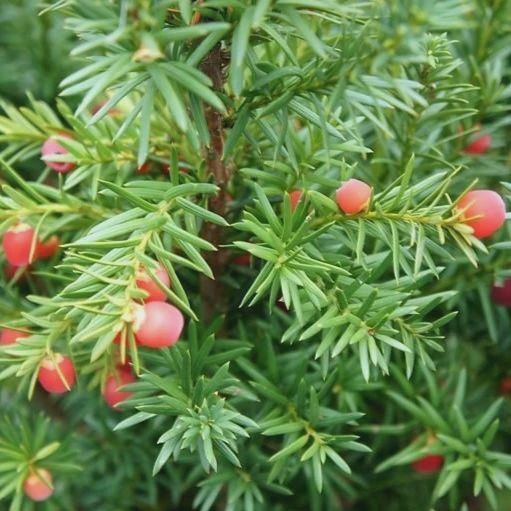 Yew "Hicksii", Size: 5g