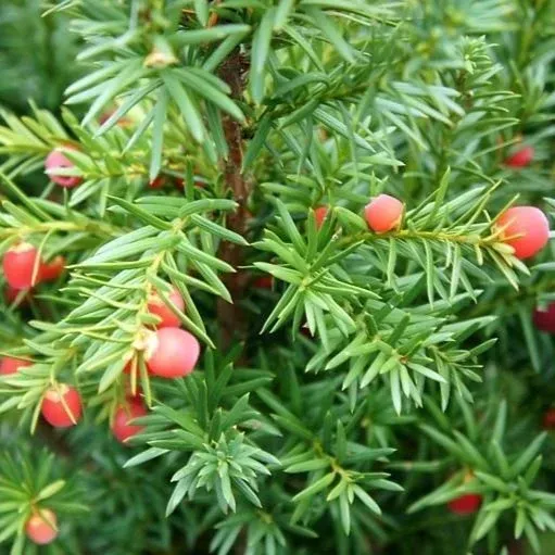 Yew "Hicksii", Size: 5g
