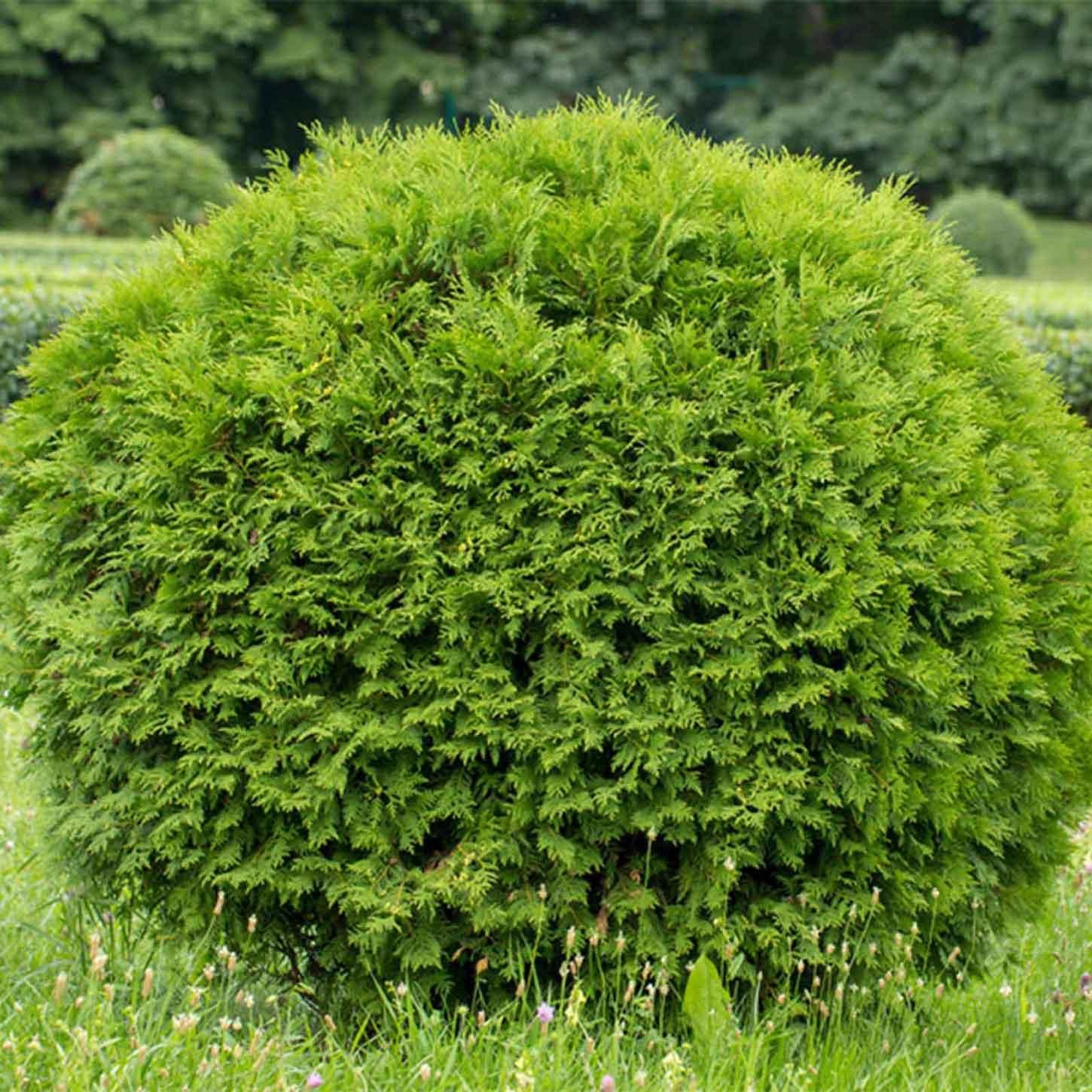Arborvitae "Hetz Midget", Size: 3g